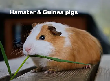 GuineaPigs