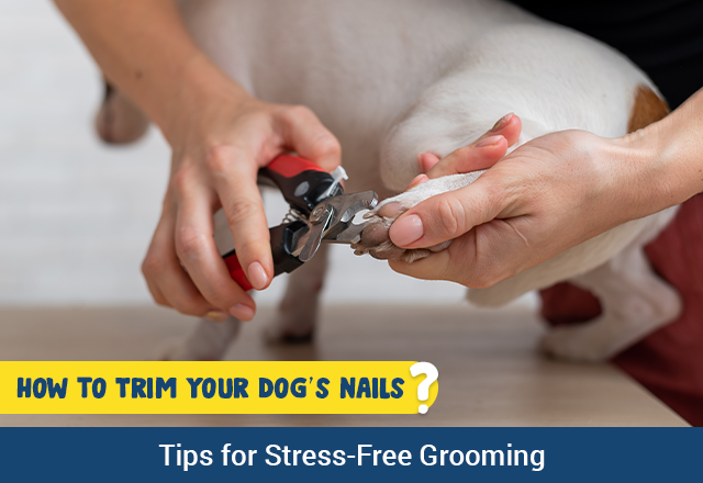 How to Trim Your Dog’s Nails: Tips for Stress-Free Grooming